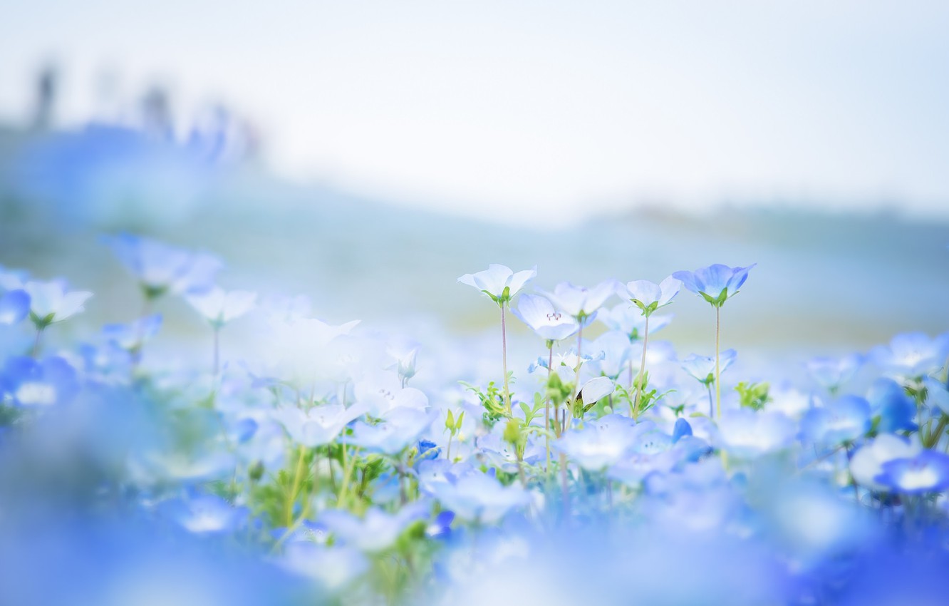 Wallpaper field, flowers, petals, blur, blue, Nemophila image for desktop, section цветы