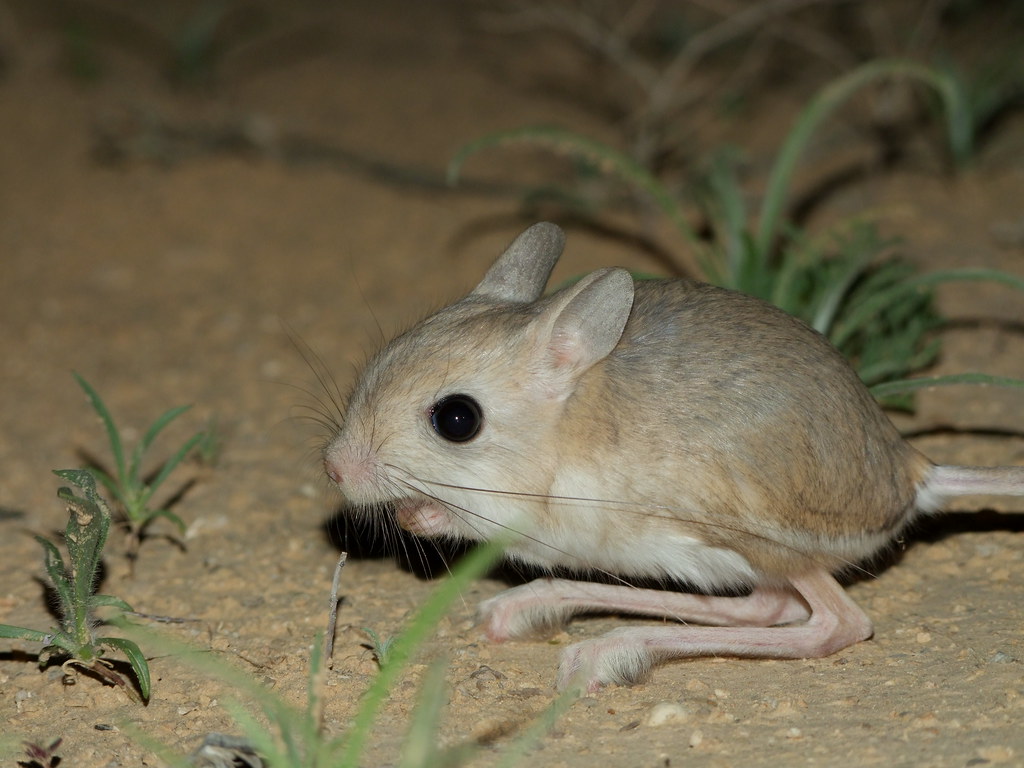 Lesser Egyptian Jerboa (Jaculus jaculus) ירבוע מצוי