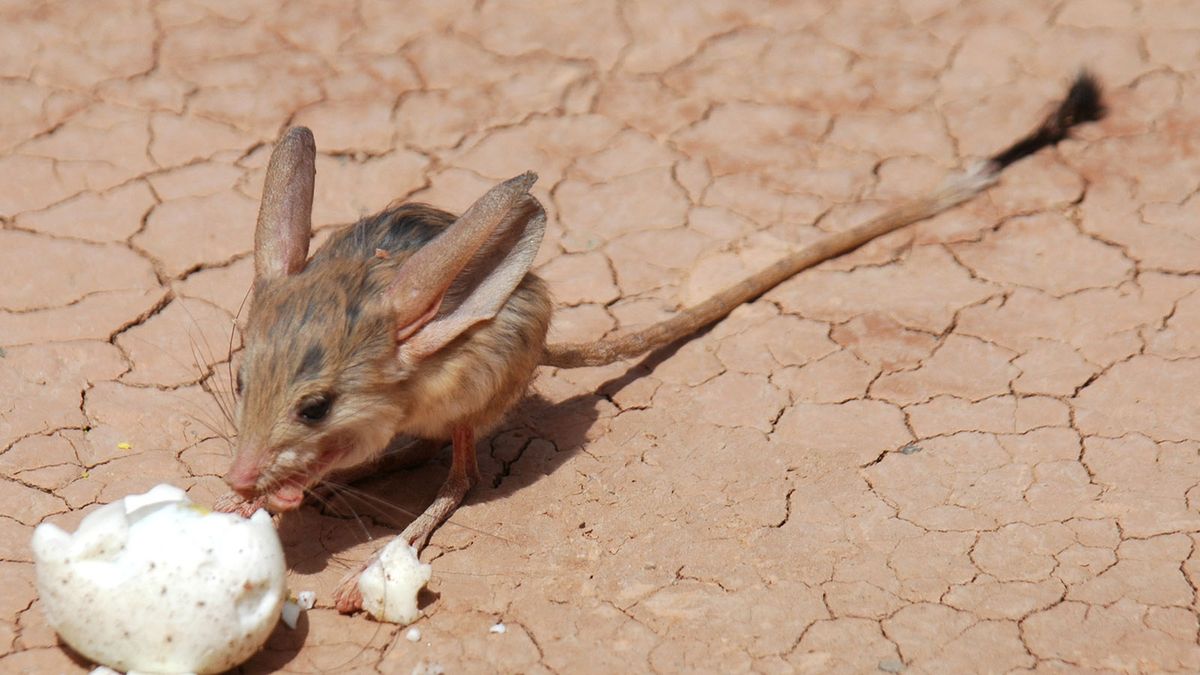 The Long Eared, Hopping Jerboa Is The Desert's Cutest Resident