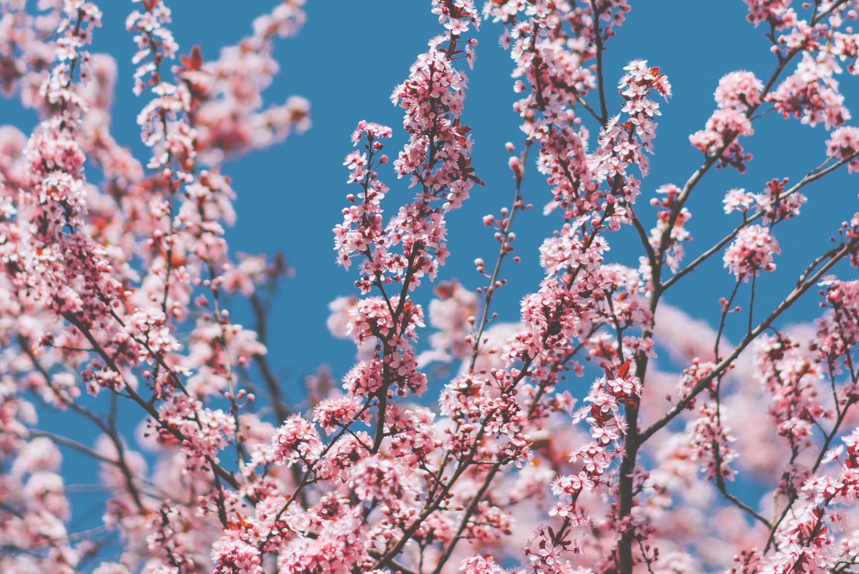 Spring Blossom Wallpaper Free Spring Blossom Background