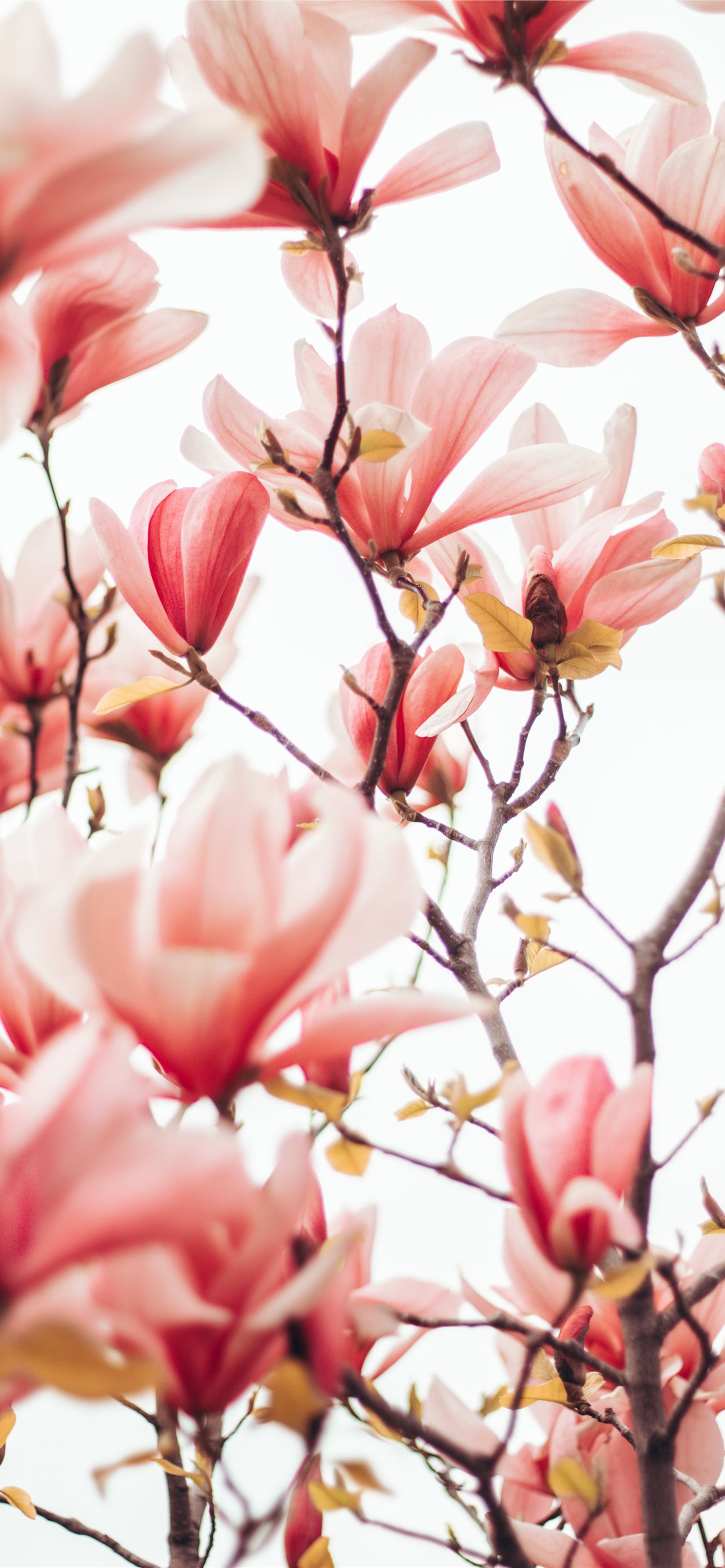 pink and white flowers during daytime iPhone Wallpaper Free Download