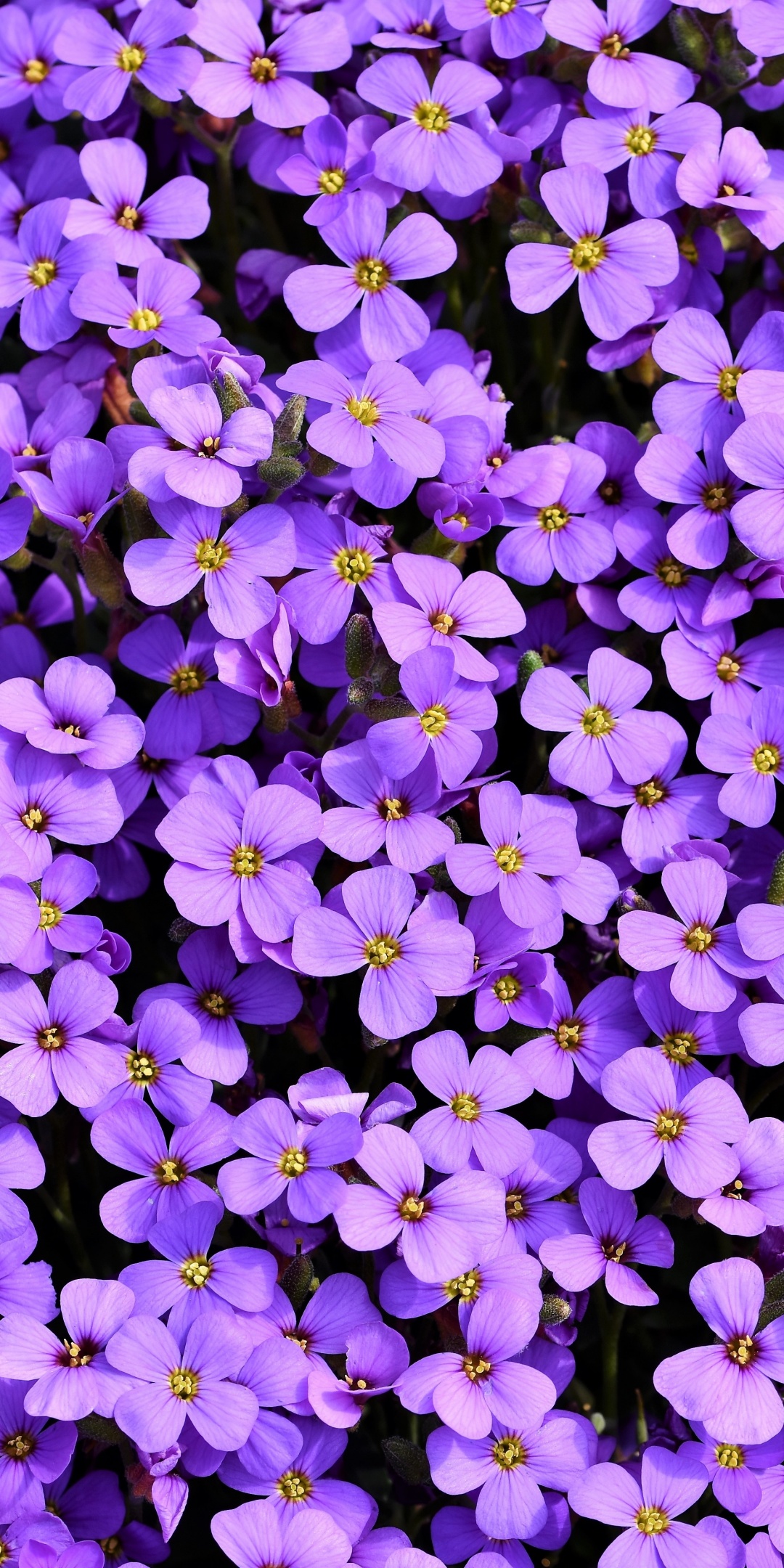 Aubrieta Wallpaper 4K, Violet Flowers, Blossom, Flowers Search Results