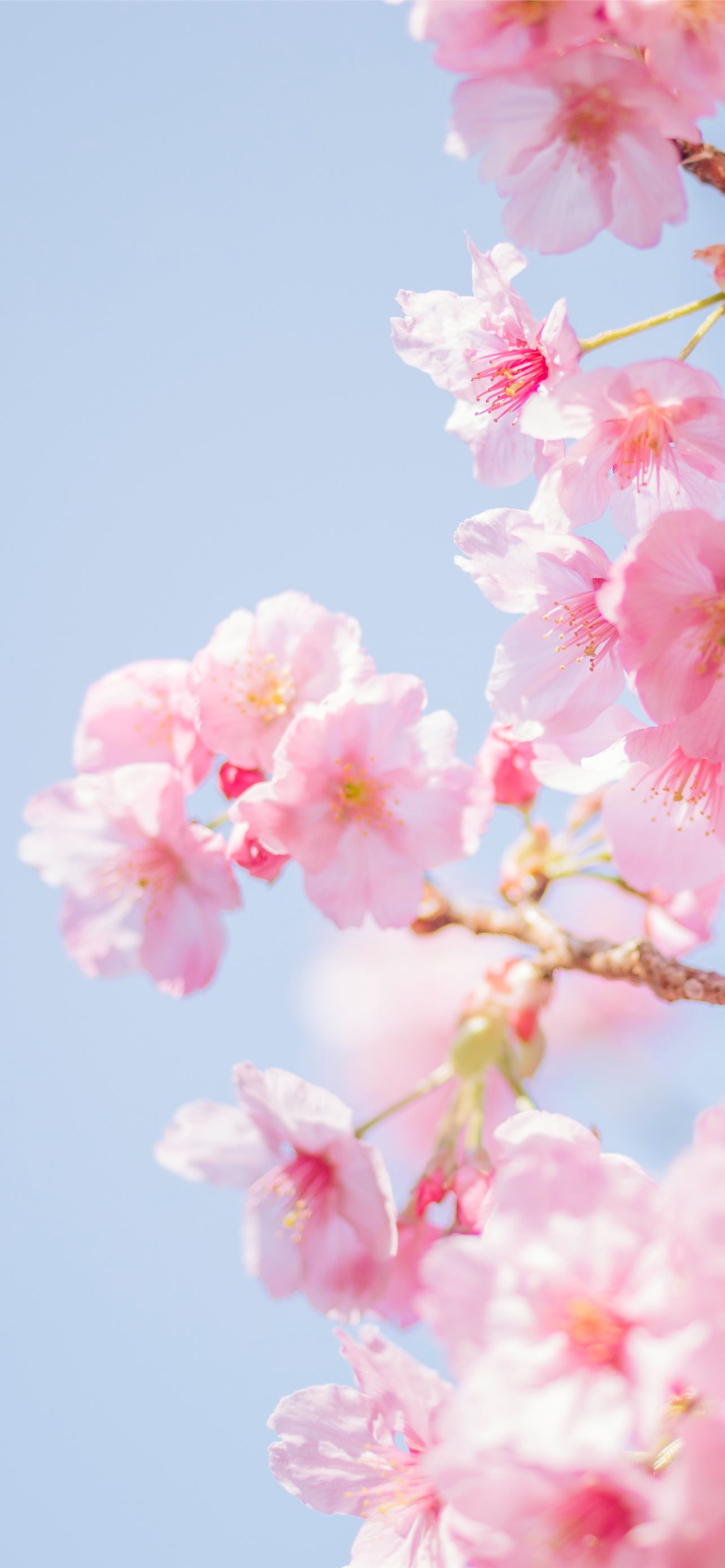 pink cherry blossom in close up photography iPhone Wallpaper Free Download