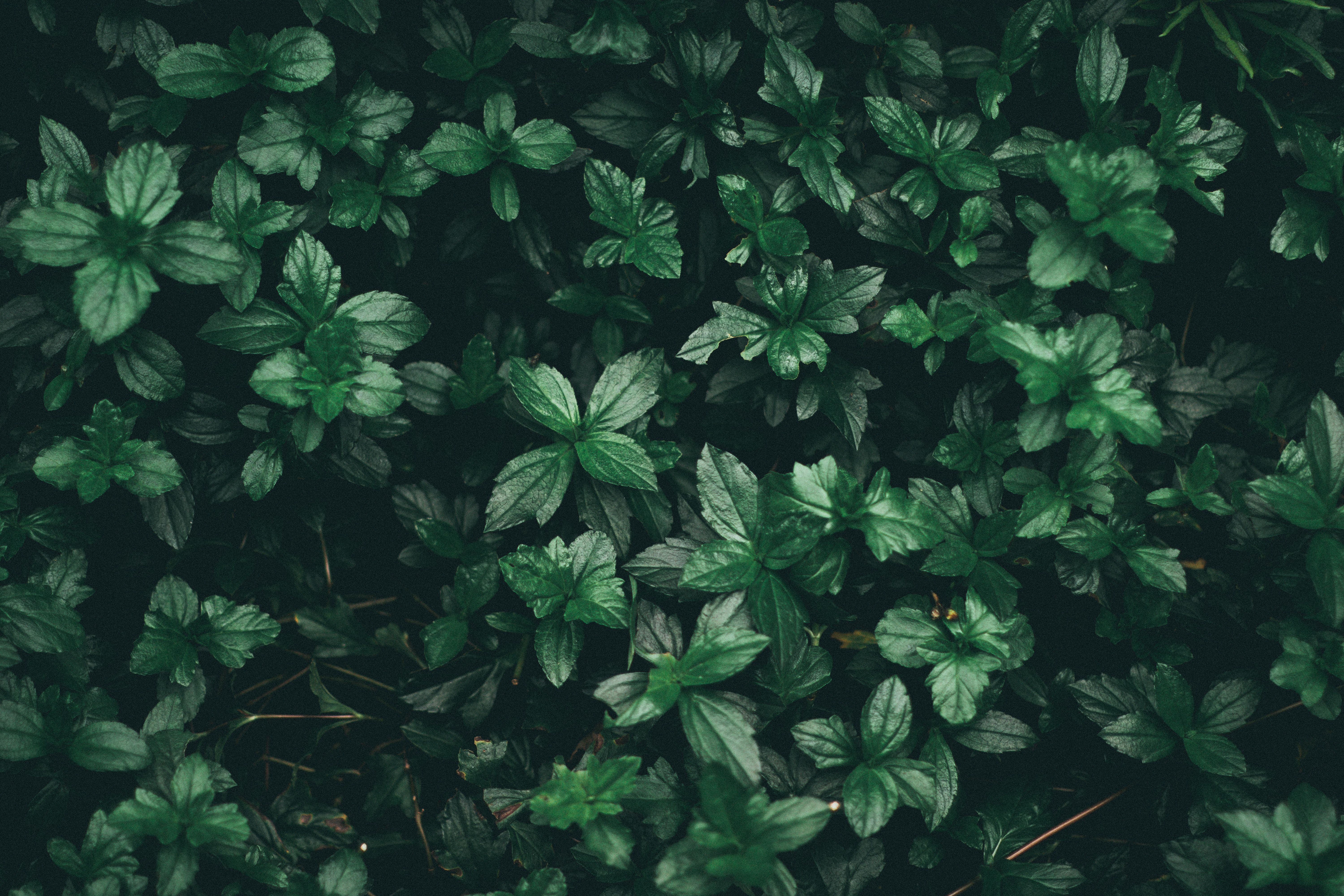 Green Aesthetic Wallpaper HD Free download