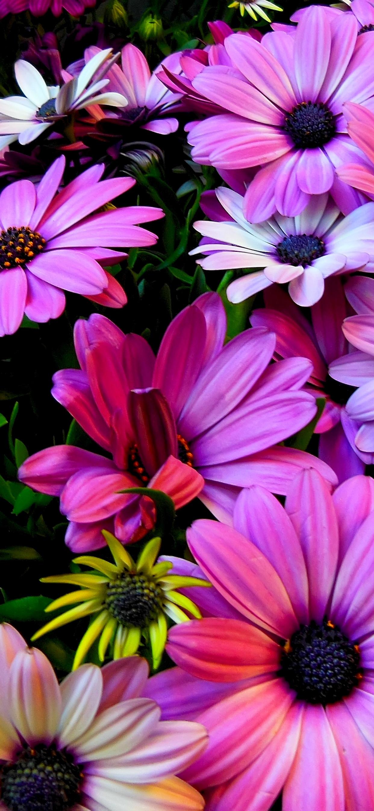 Pink and yellow spring flowers in the garden