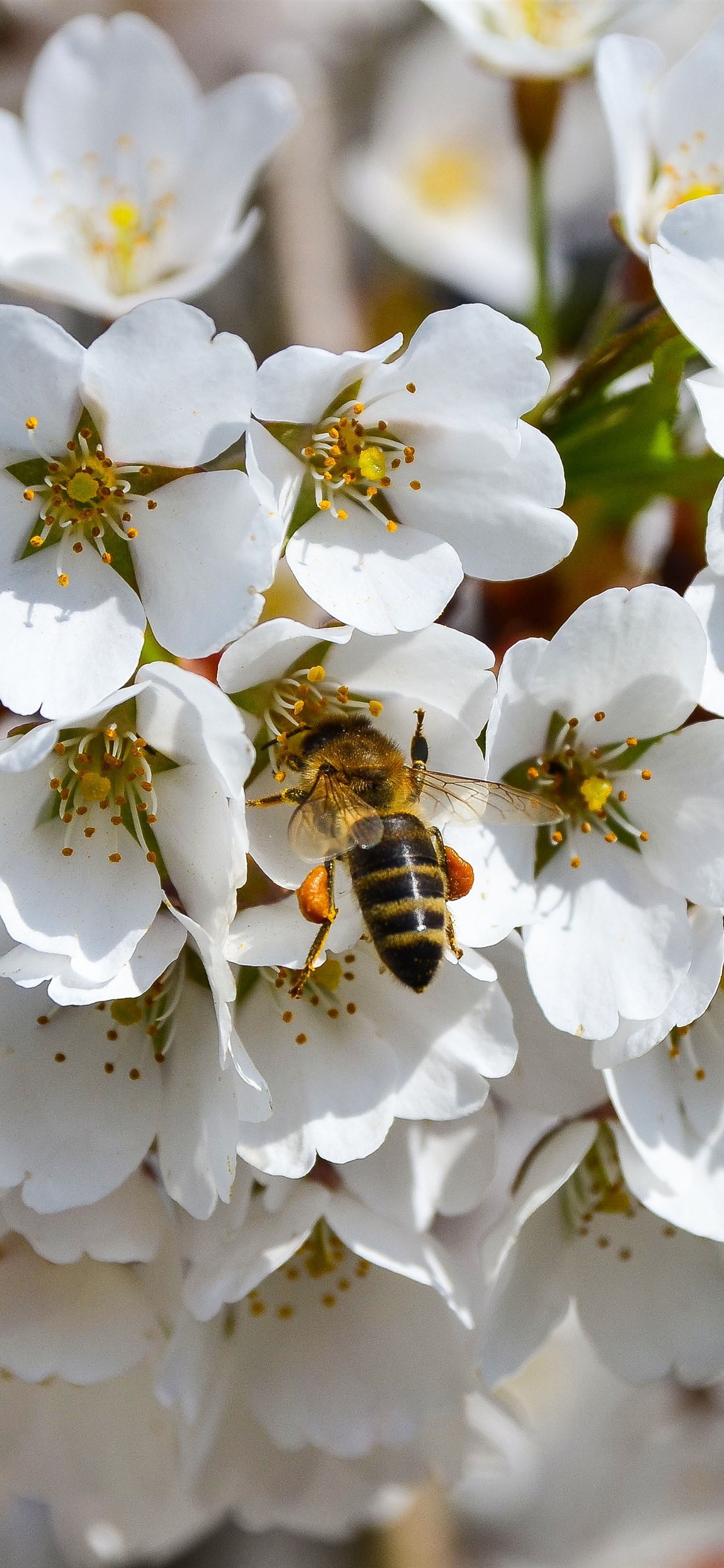 White Flowers, Bee, Spring 1242x2688 IPhone 11 Pro XS Max Wallpaper, Background, Picture, Image