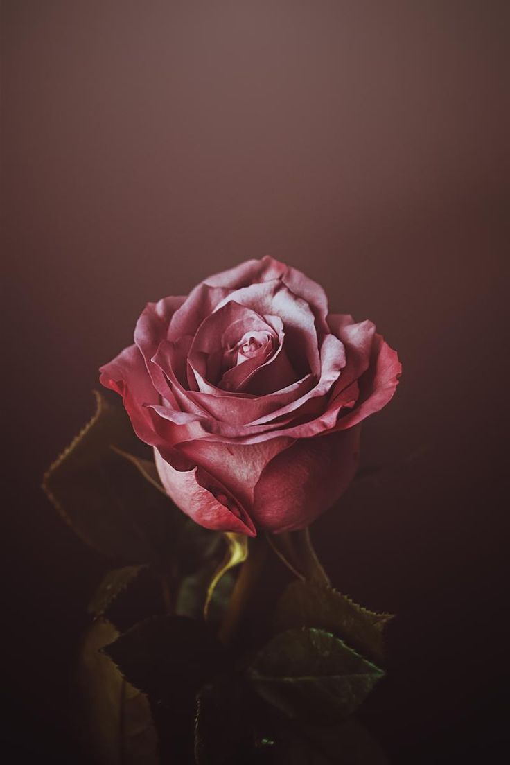 my valentine rose. Valentines roses, Flower aesthetic, Flower phone wallpaper