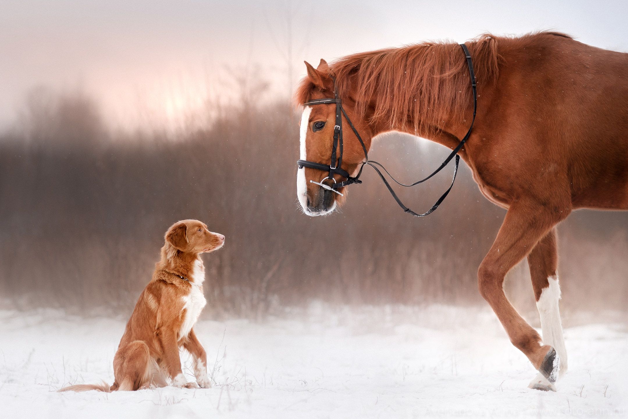 dogs-and-horses-wallpapers-wallpaper-cave