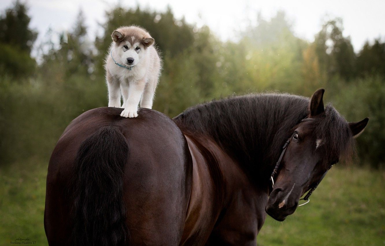 Dogs And Horses Wallpapers Wallpaper Cave