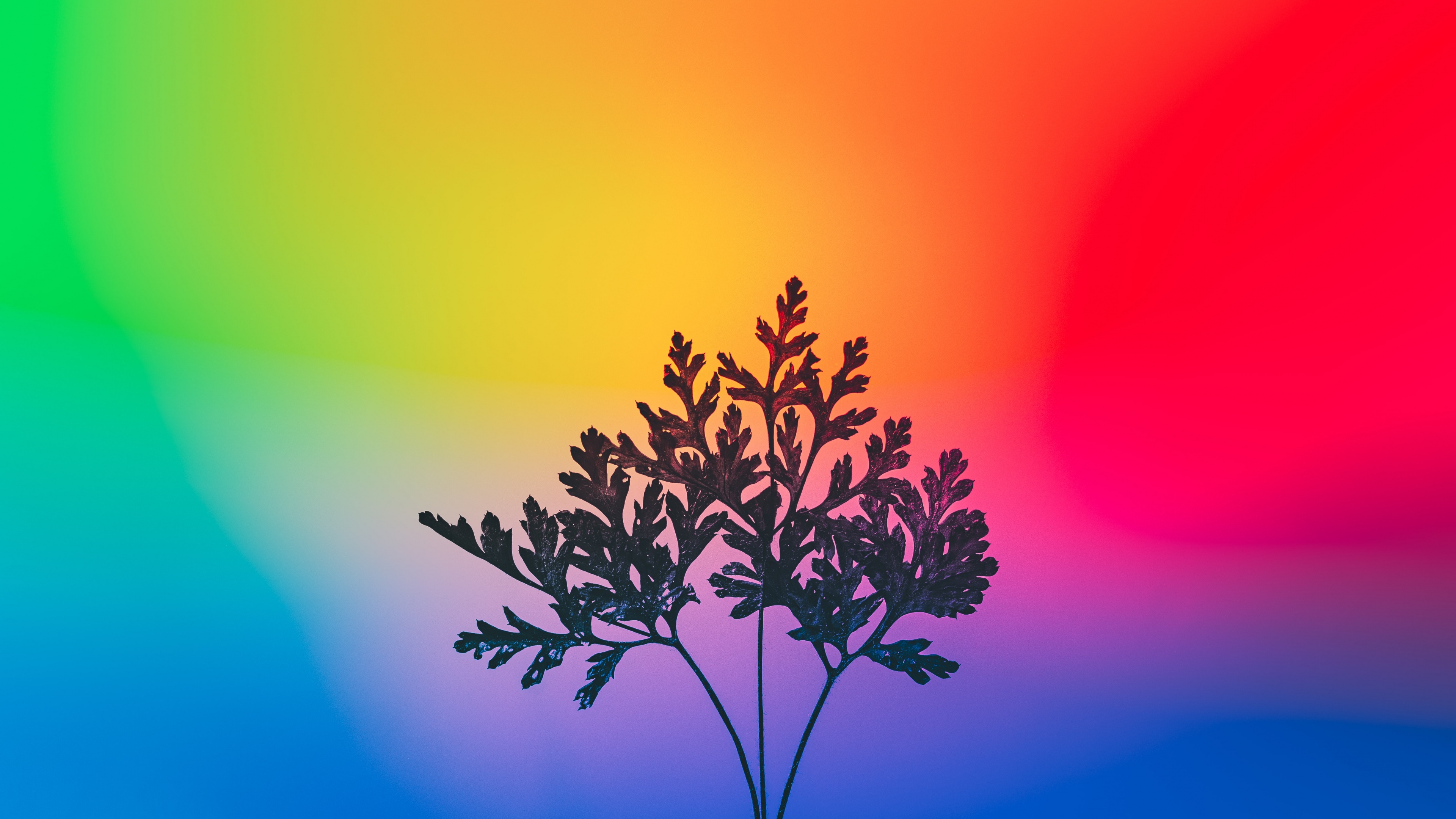 Herbal plant Wallpaper 4K, Gradient background, Photography