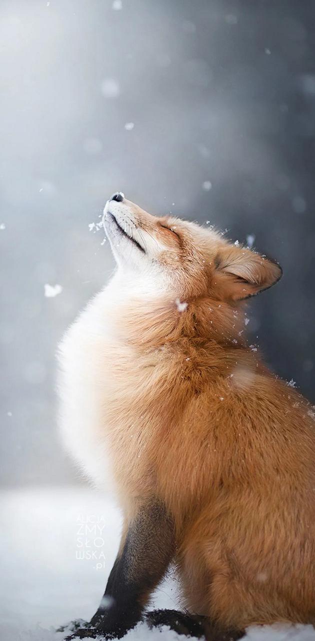 Cute fox wallpaper