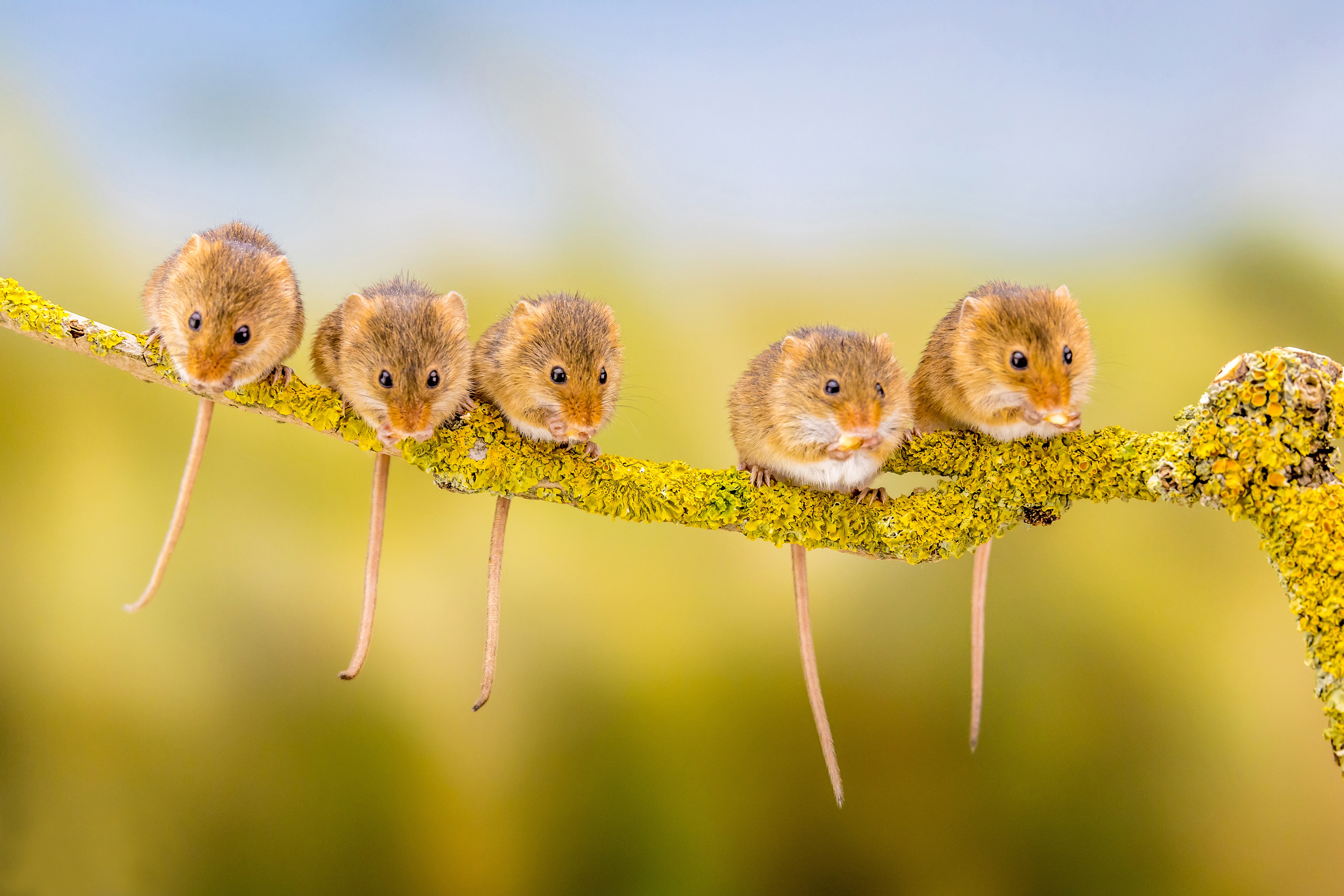 4K Harvest Mouse Wallpaper and Background Image