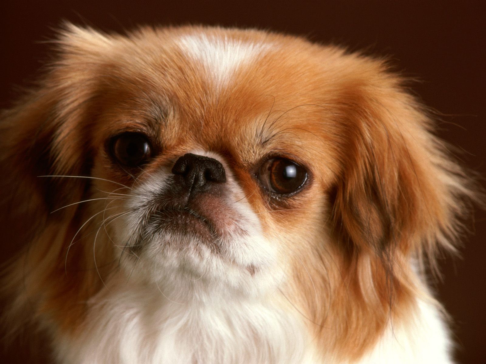 Never mind. Cute small dogs, Baby dogs, Pekingese dogs