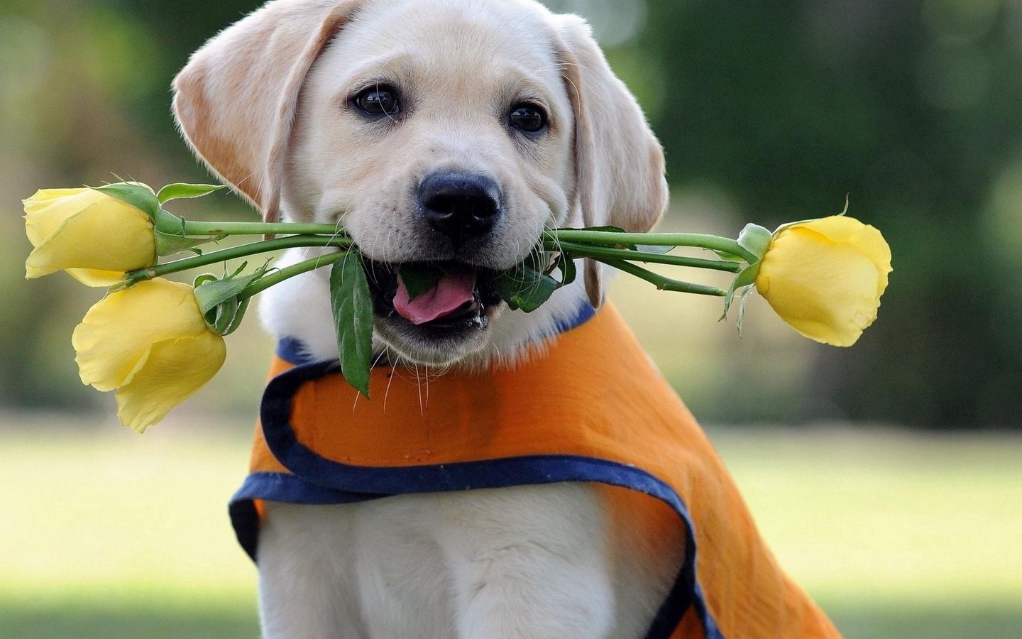 Download wallpaper 1440x900 labrador, puppy, flower, vest widescreen 16:10 HD background