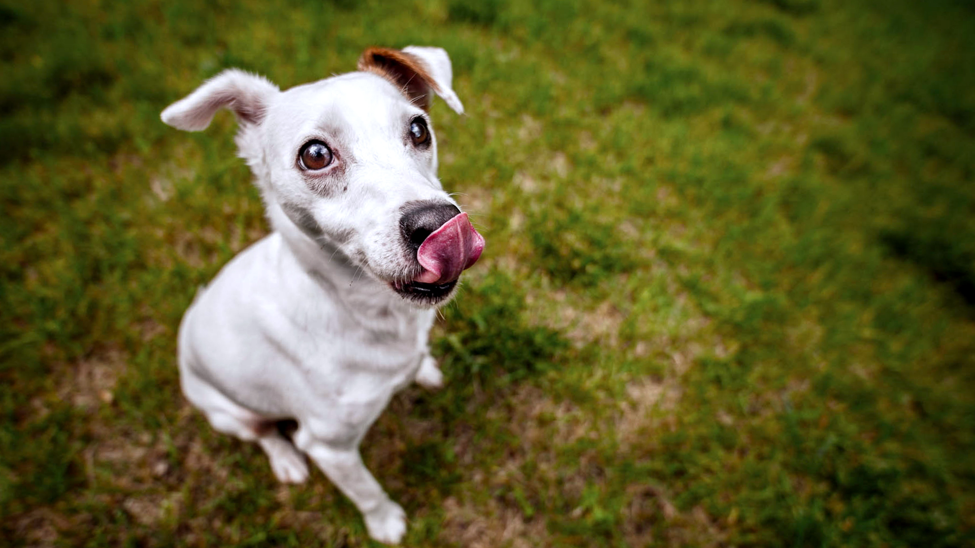 Dog Face Ugly Wallpaper HD / Desktop and Mobile Background