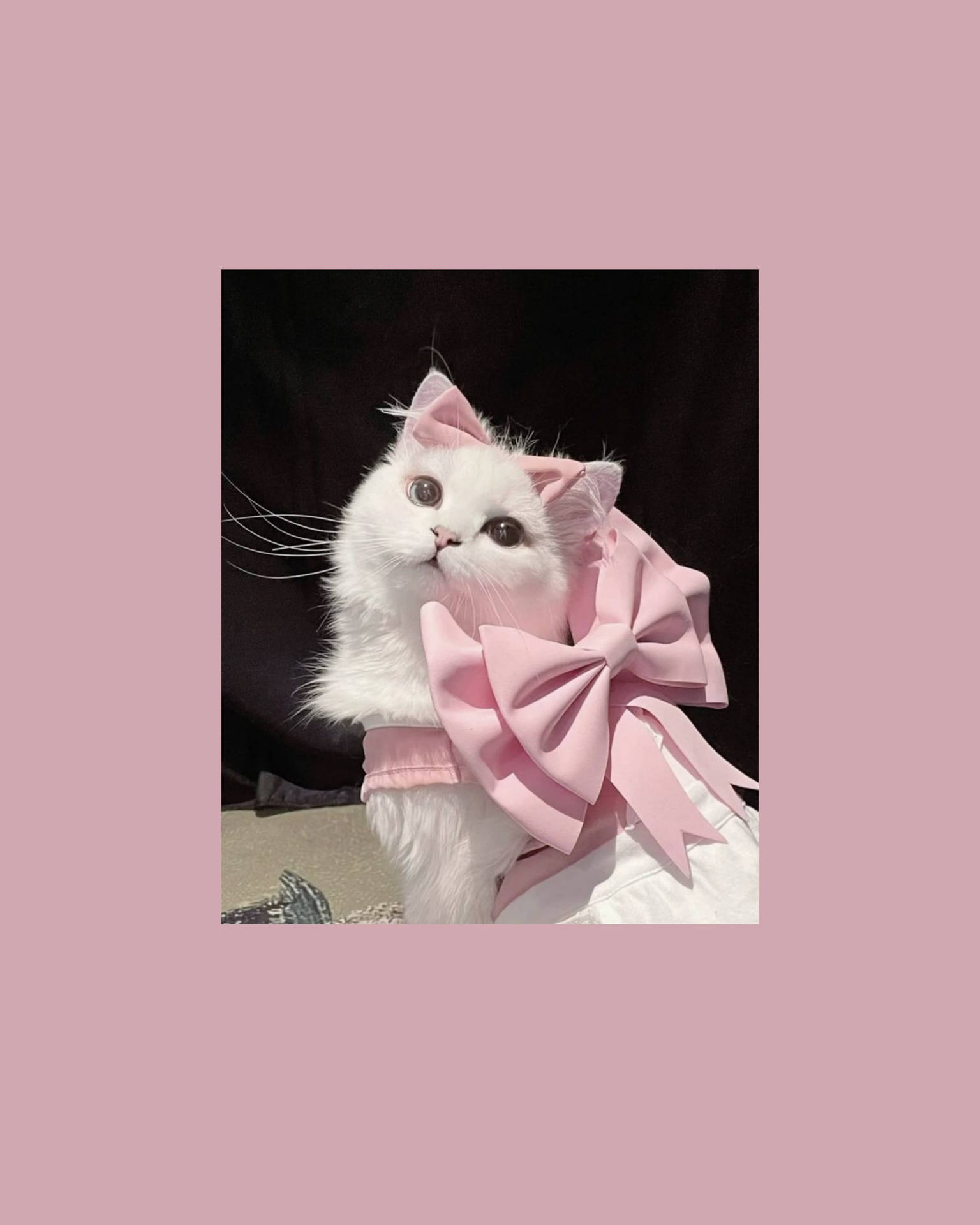 Free Cute Cat Aesthetic Wallpaper Downloads, Cute Cat Aesthetic Wallpaper for FREE