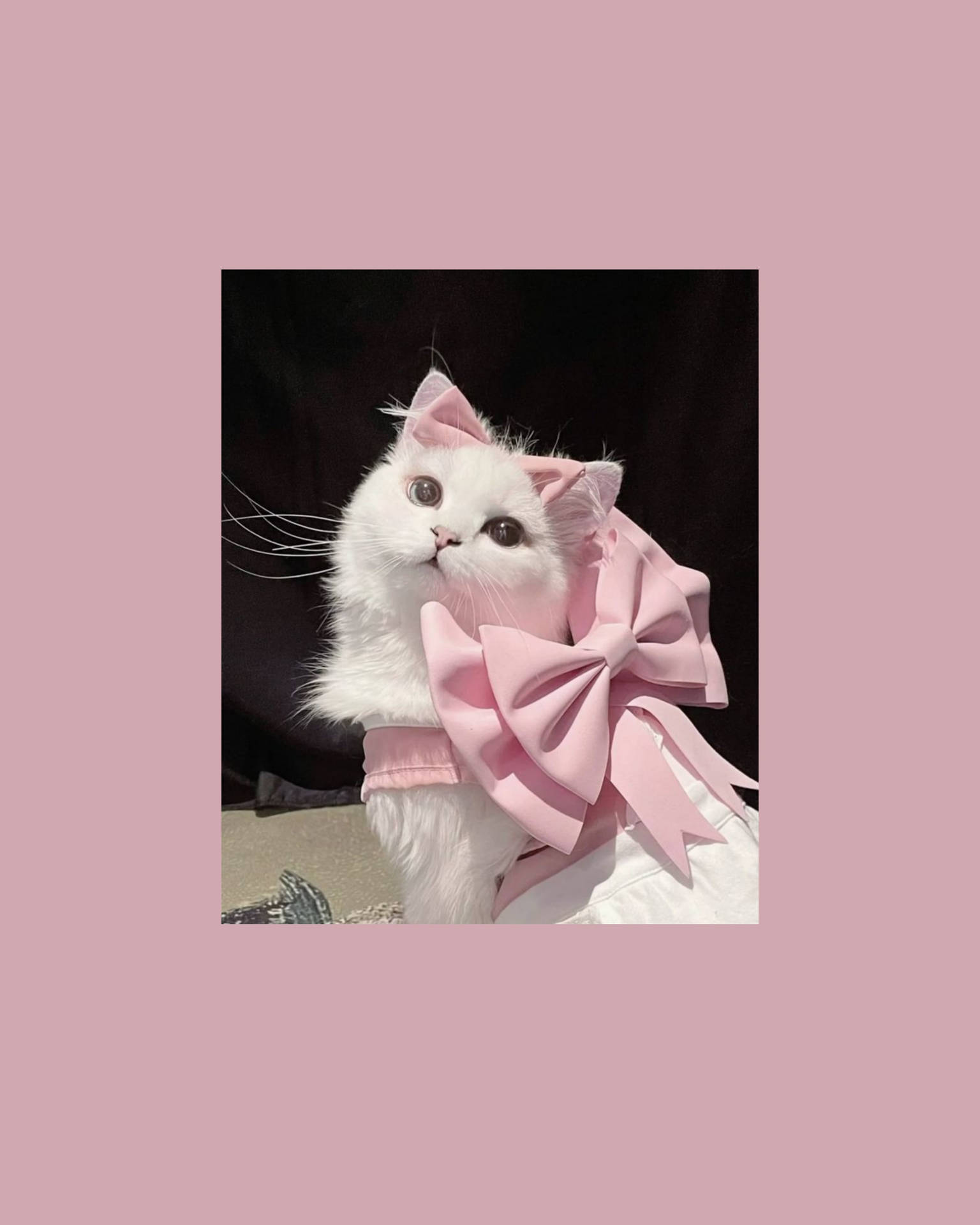 200+] Aesthetic Cat Pictures