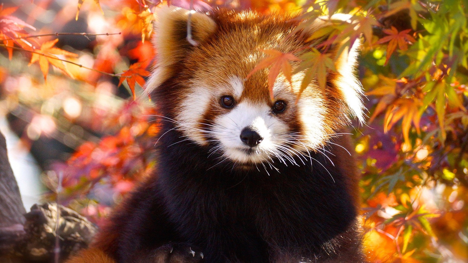 Red Panda Wallpaper