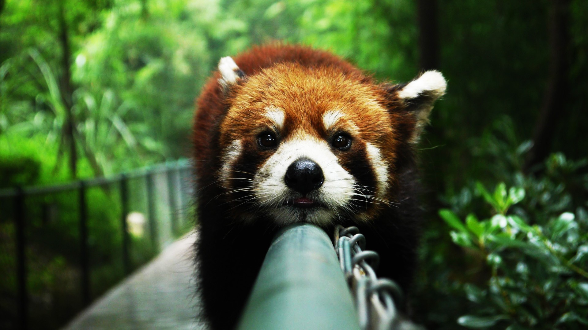 Red Panda Wallpaper
