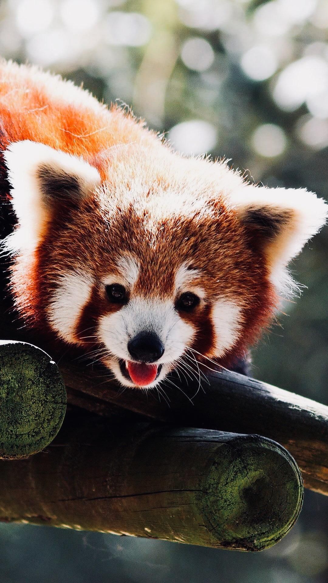 Cute Red Panda Wallpaper
