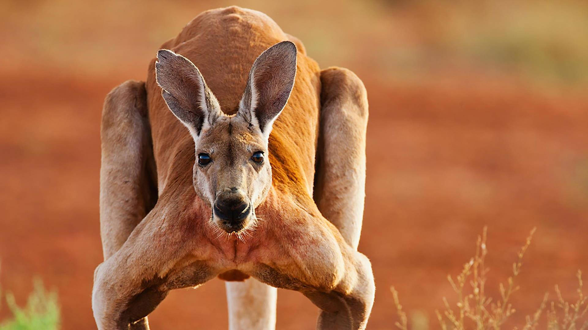 Гигантский рыжий кенгуру (Red-Grey Kangaroo)