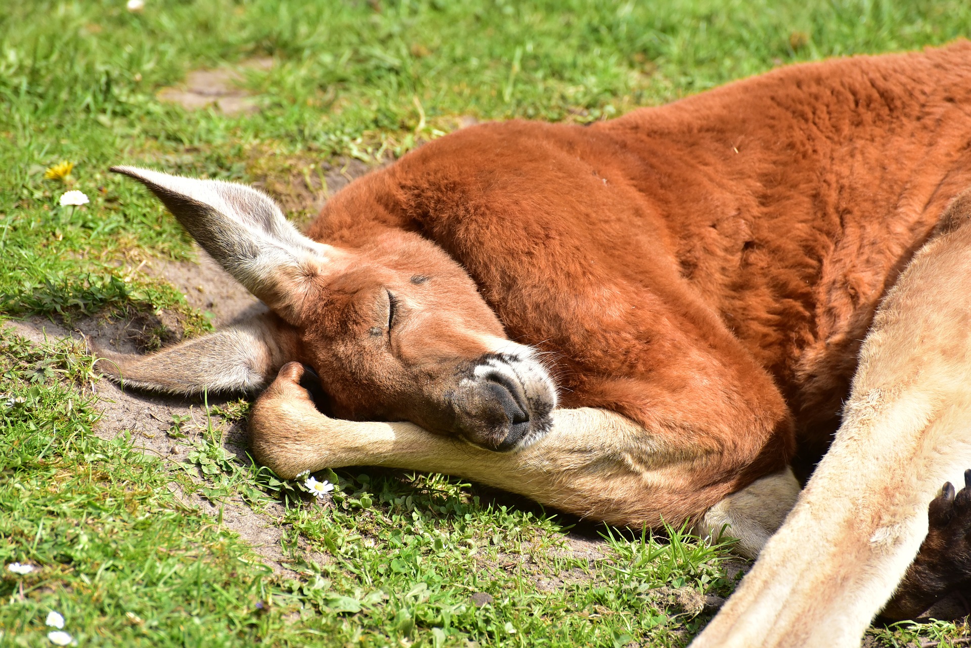 Red Kangaroo HD Wallpaper and Background