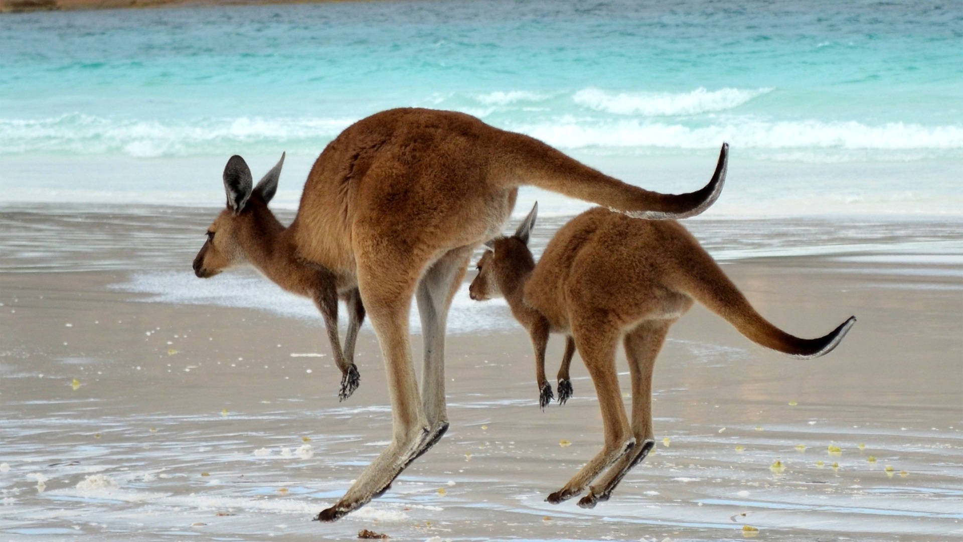 Free Kangaroo Wallpaper Downloads, Kangaroo Wallpaper for FREE