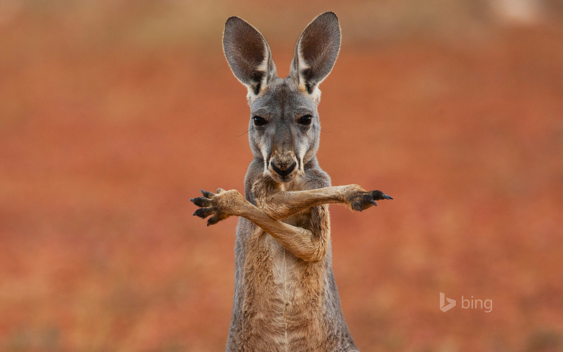 A red kangaroo in the Sturt Stony Desert, Australia
