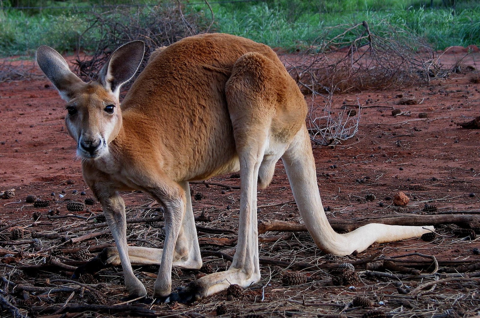 Red Kangaroo. Creatures of the World