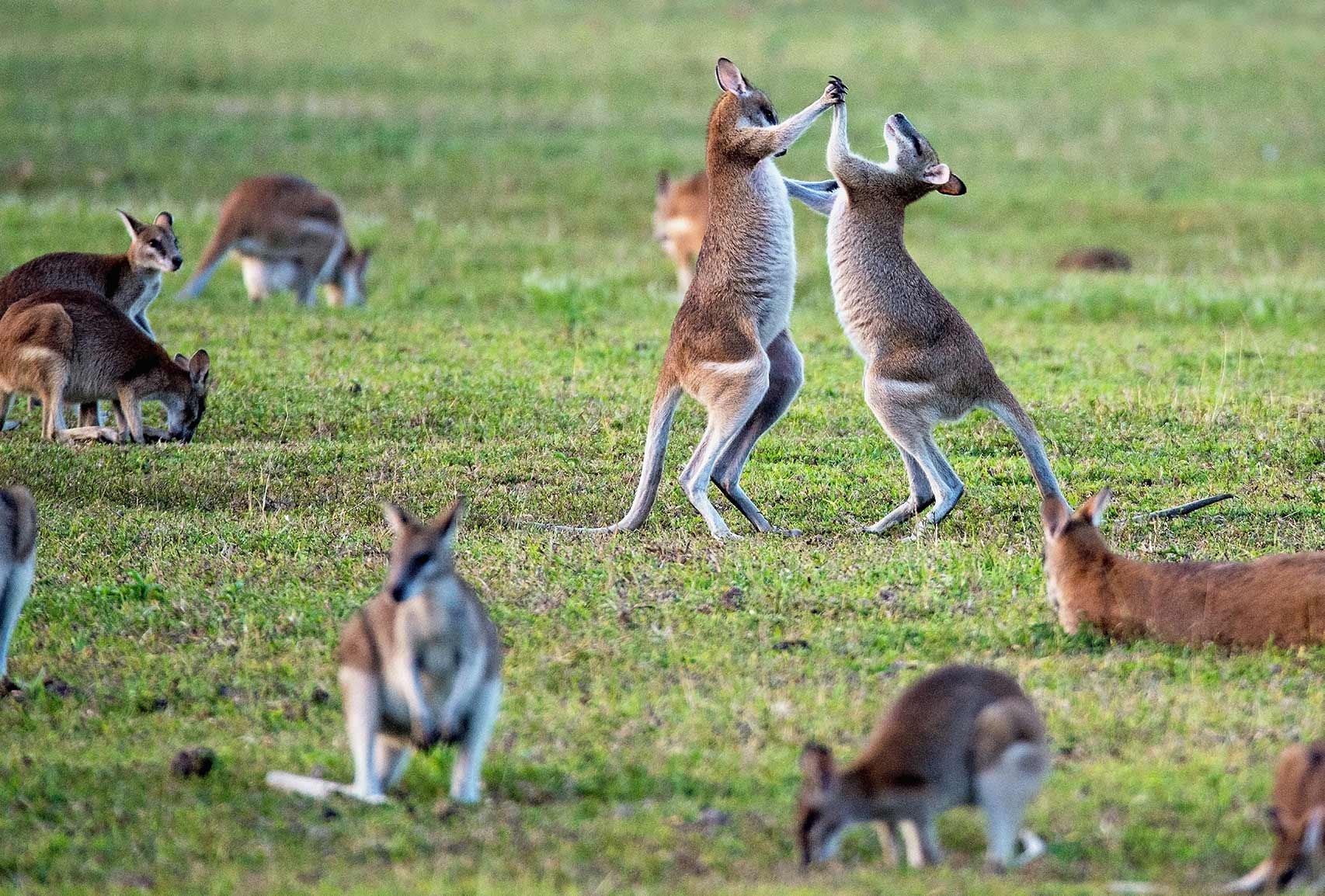 Project 1. The Red Kangaroo
