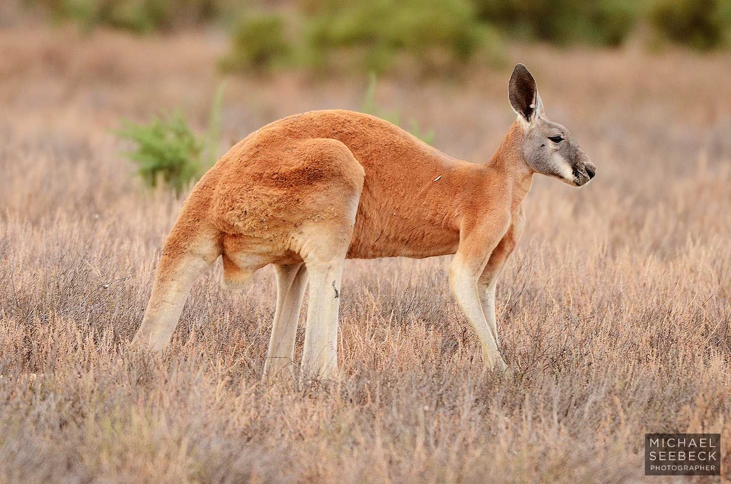 Pin en Red kangaroo reference