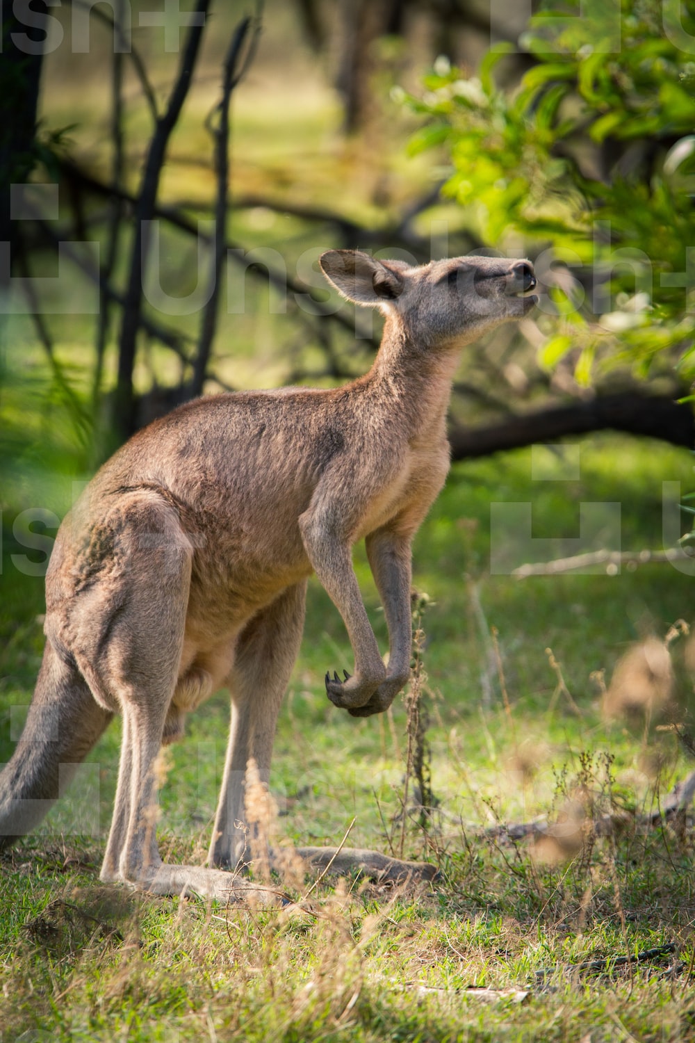 Kangaroo Picture. Download Free Image