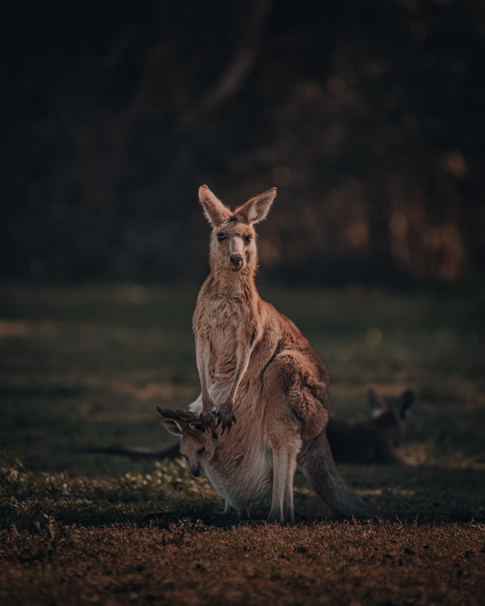 Kangaroo Picture. Download Free Image