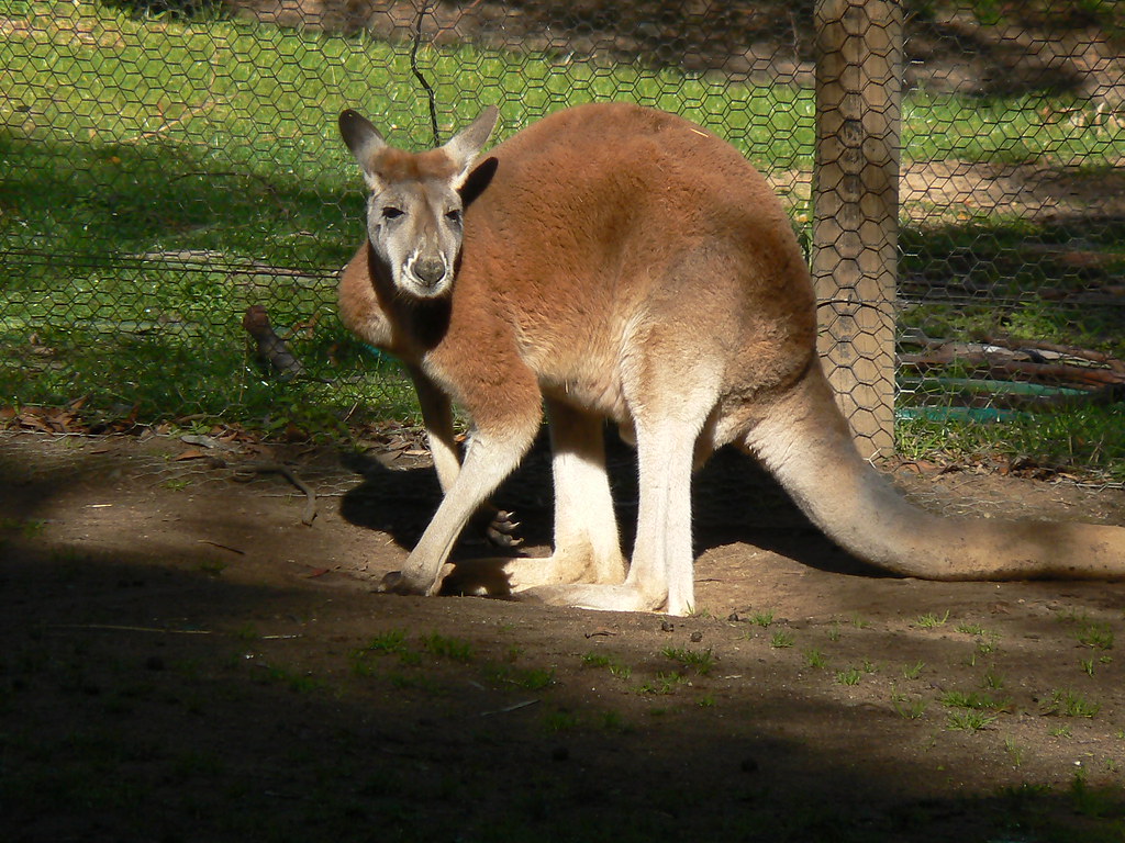 HUGE Male Red Kangaroo. This enormous fellow towers over al