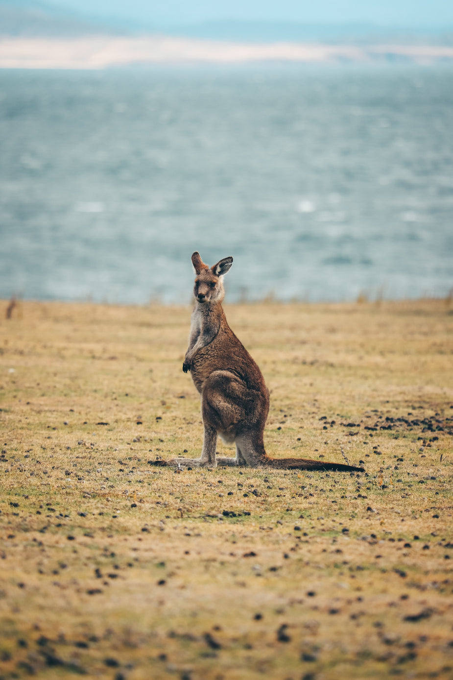 Browse Free HD Image of A Kangaroo Looks Straight At The Camera