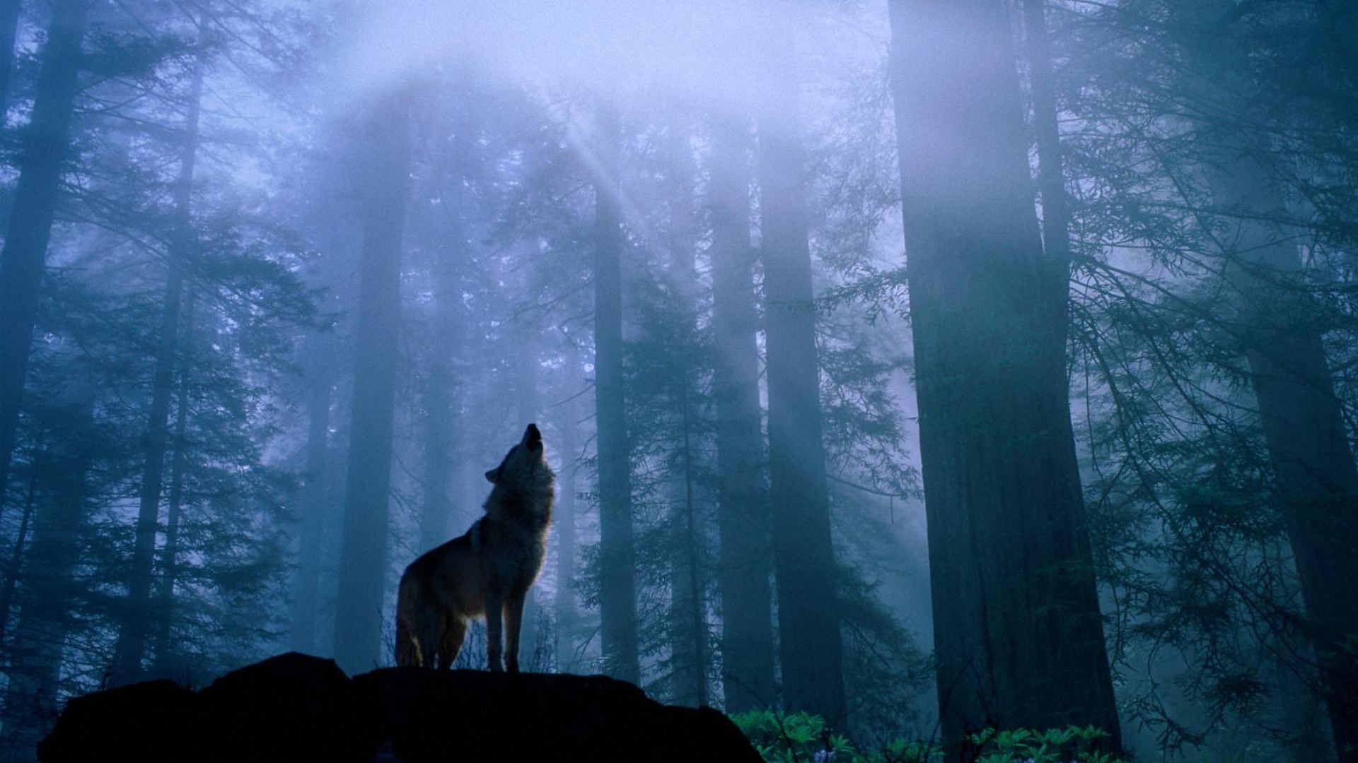 Wolf Wallpaper for Desktop