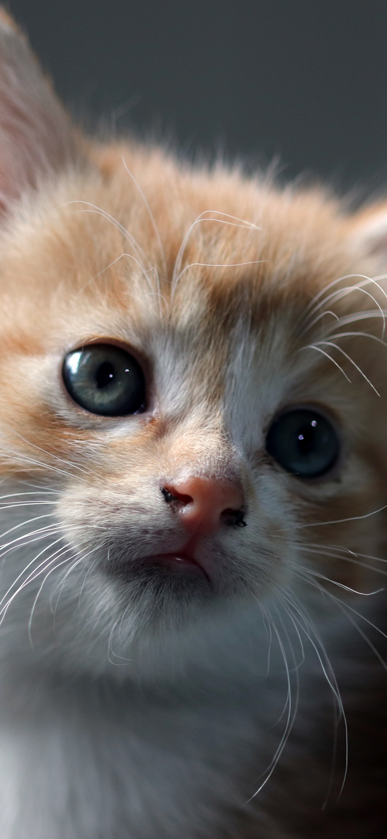 Cat Wallpaper 4K, Kitten, Pet, Animals