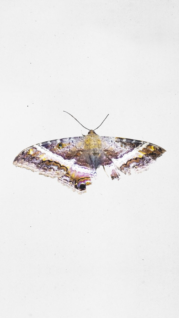 TPAB Wallpapers Wallpaper Cave