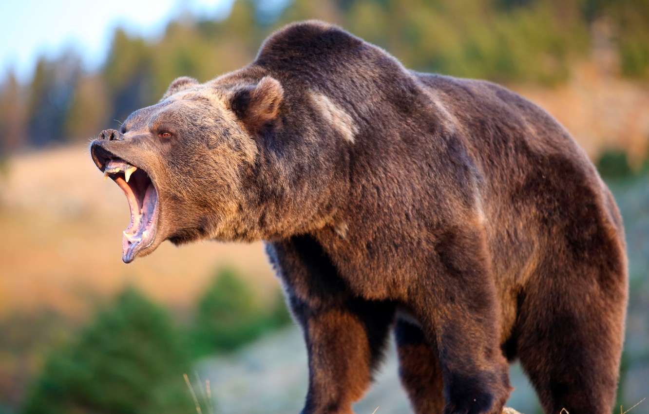 Wallpaper the sun, background, wool, bear, mouth, fangs, grin, beast, bokeh, brown, furious image for desktop, section животные