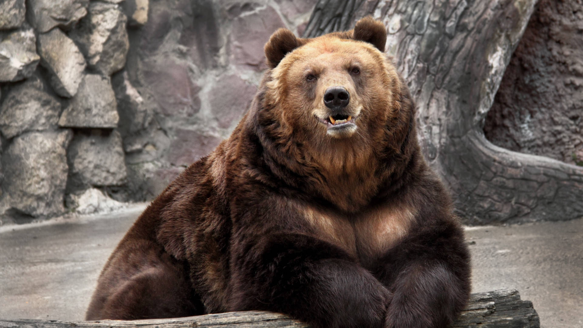 Download Kodiak Bear On A Zoo Wallpaper