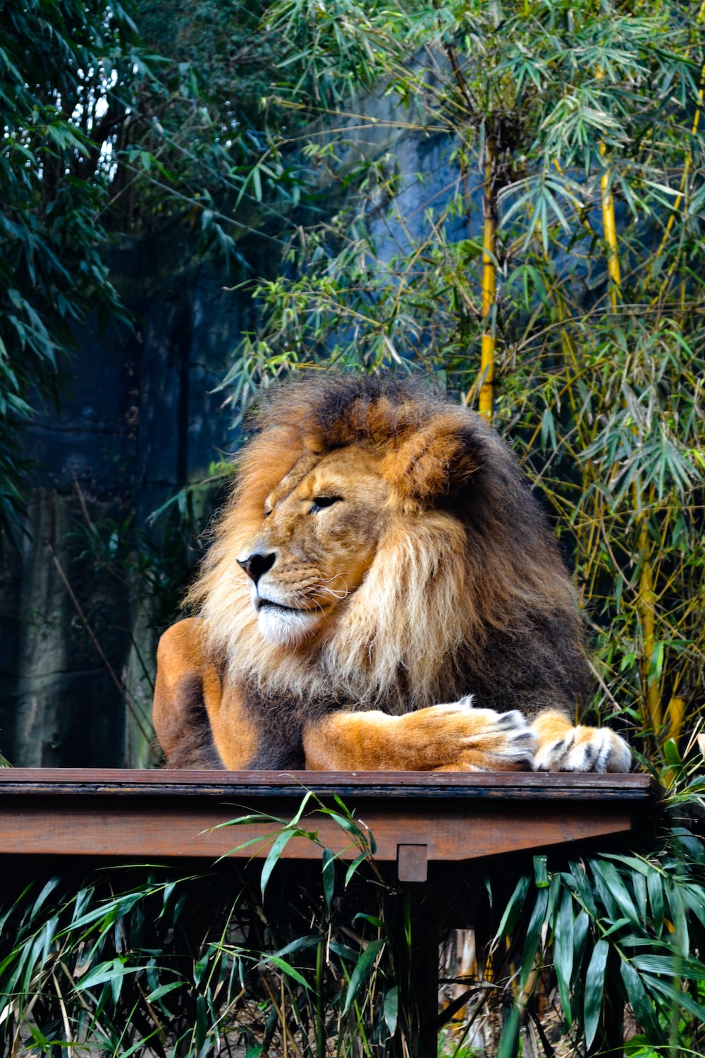 King Of The Jungle Picture. Download Free Image