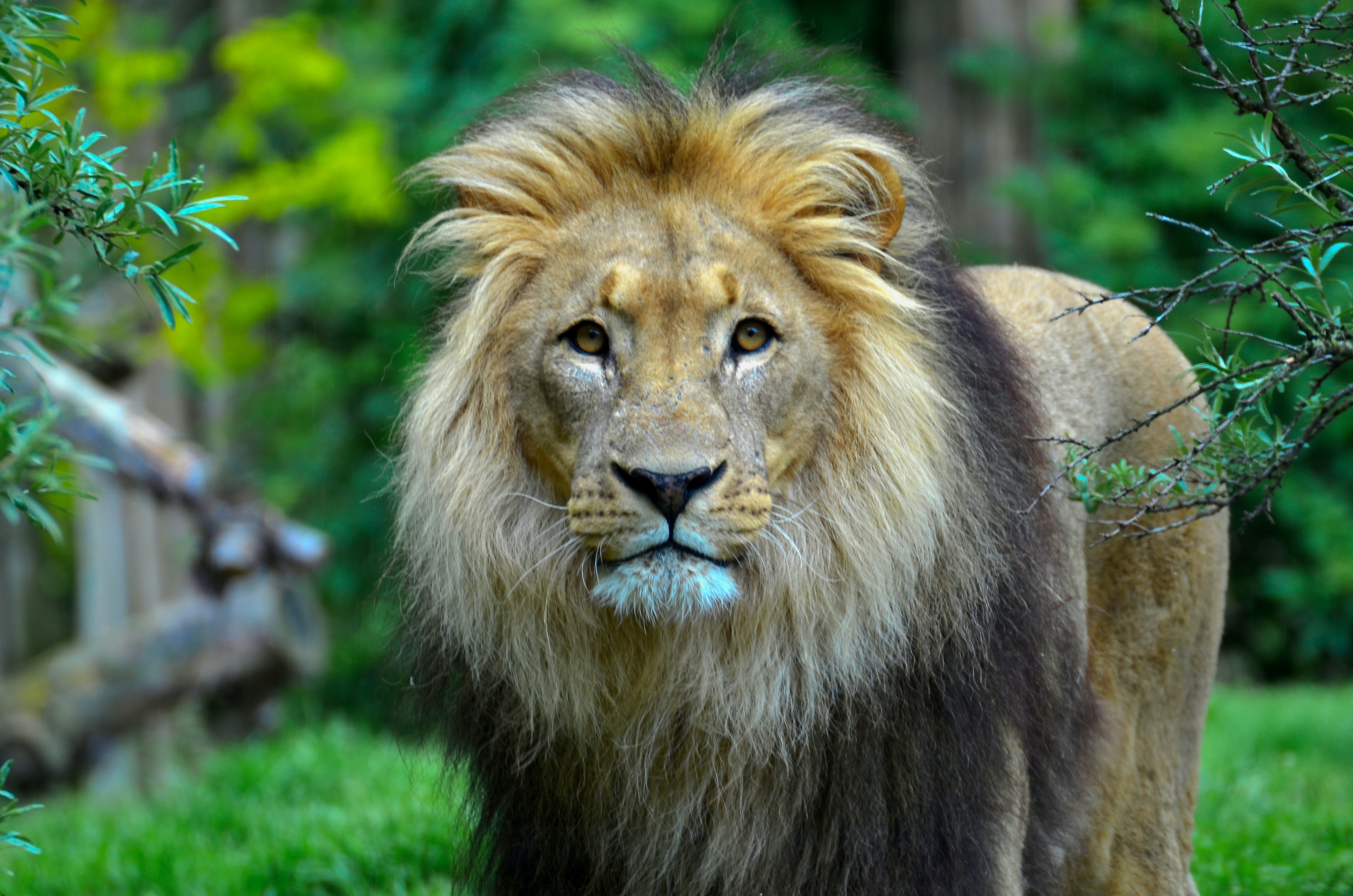King Of The Jungle Photo, Download Free King Of The Jungle & HD Image