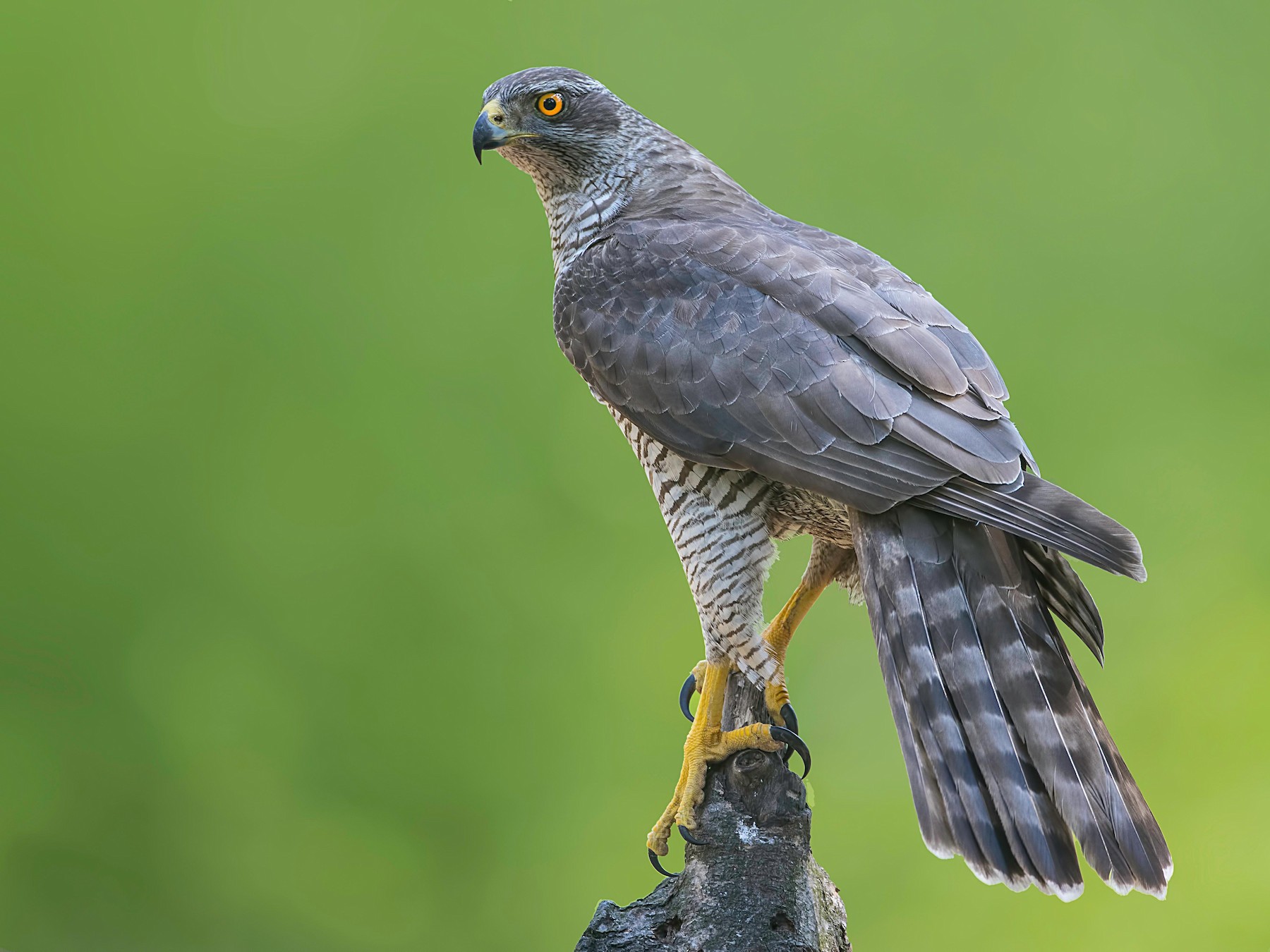 Eurasian Goshawk