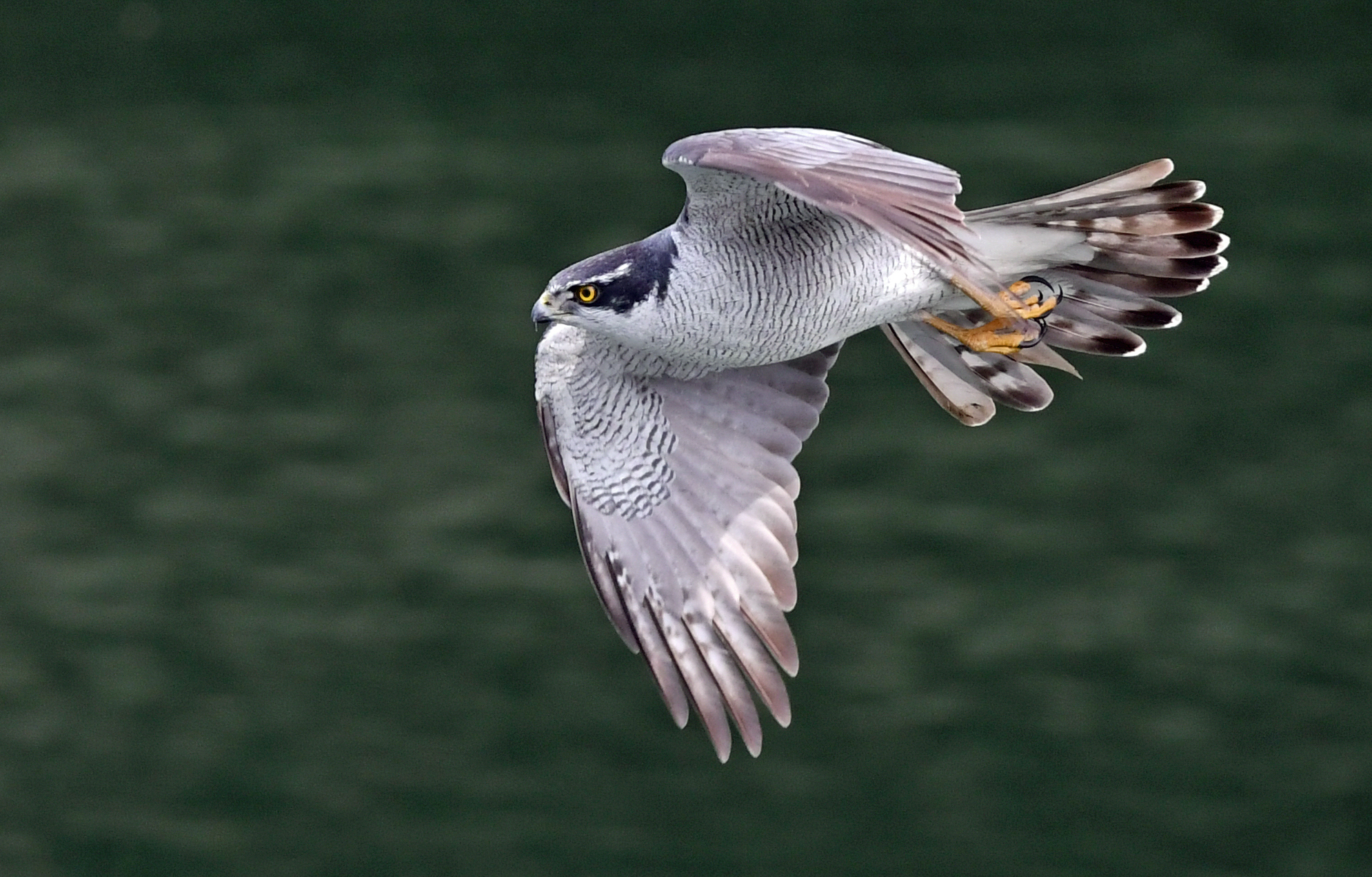 Wallpaper, accipitergentilis, northerngoshawk, goshawk, Fly, Flight, hawk, hawks, aichi, Japan, river, surface, Nikon, d500 1990x1271
