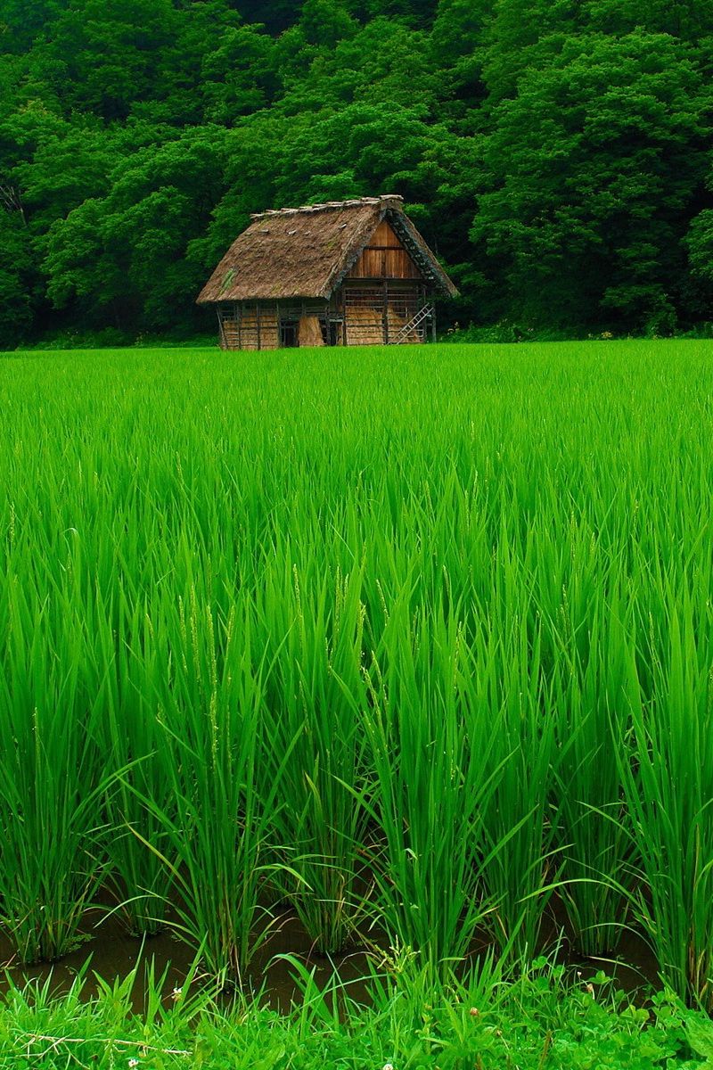 Download Wallpaper 800x1200 Grass, Lawn, Beautiful, Summer Iphone 4s 4 For Parallax HD Background