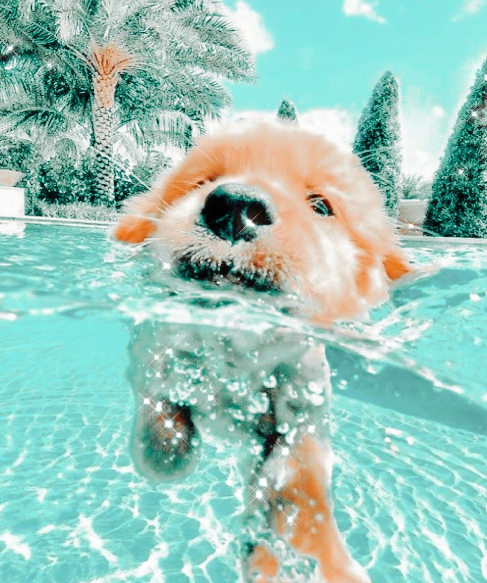 Swimming Dog. Preppy dog, Cute dog picture, Really cute puppies