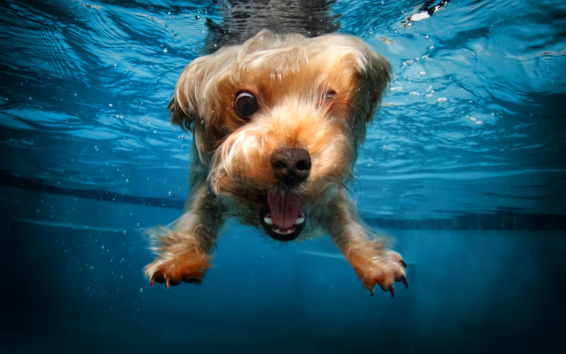 Download Swimming Puppy Underwater Photography Wallpaper