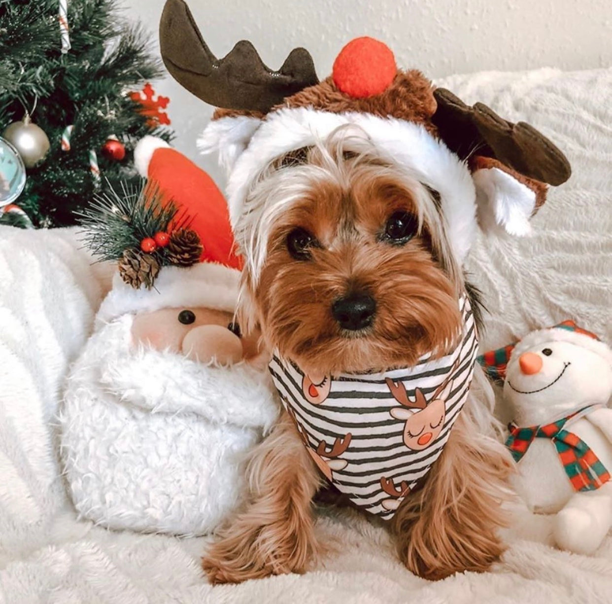 Preppy Puppy Preppy Puppy Christmas Bone Assorted