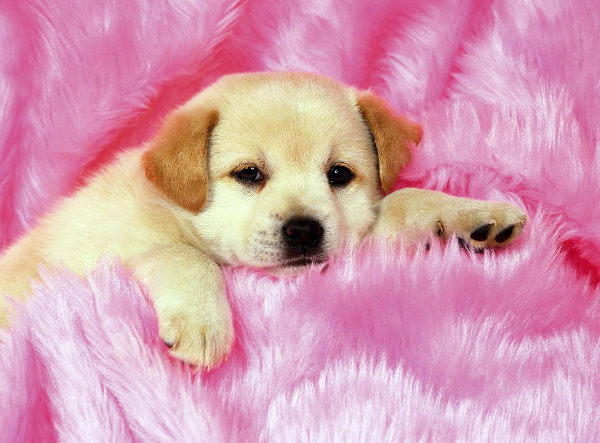 Free Pink Puppies Wallpaper Downloads, Pink Puppies Wallpaper for FREE