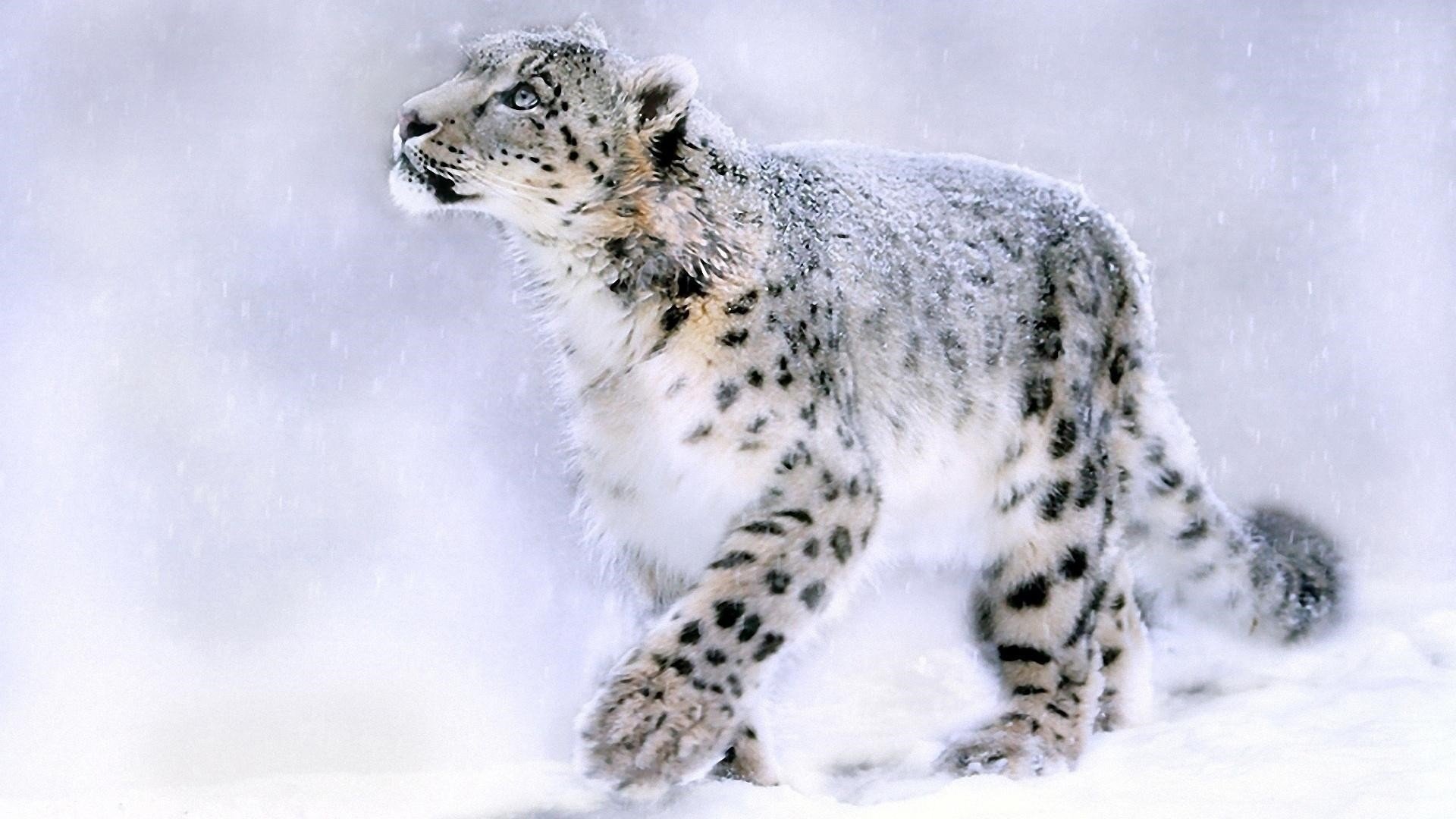 snow leopard background